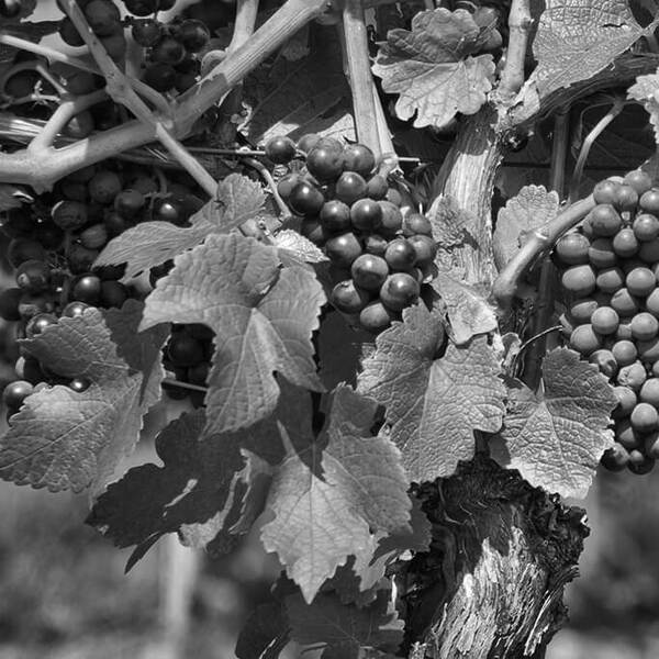 grapes on vines